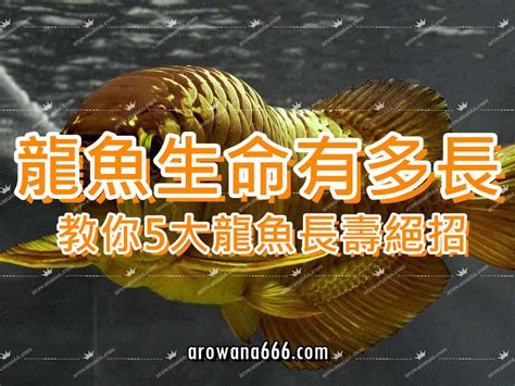 金龍魚壽命